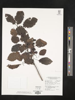Image of Ehretia philippinensis