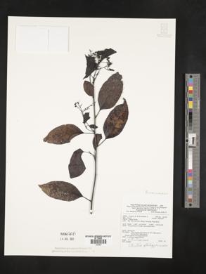 Ehretia philippinensis image