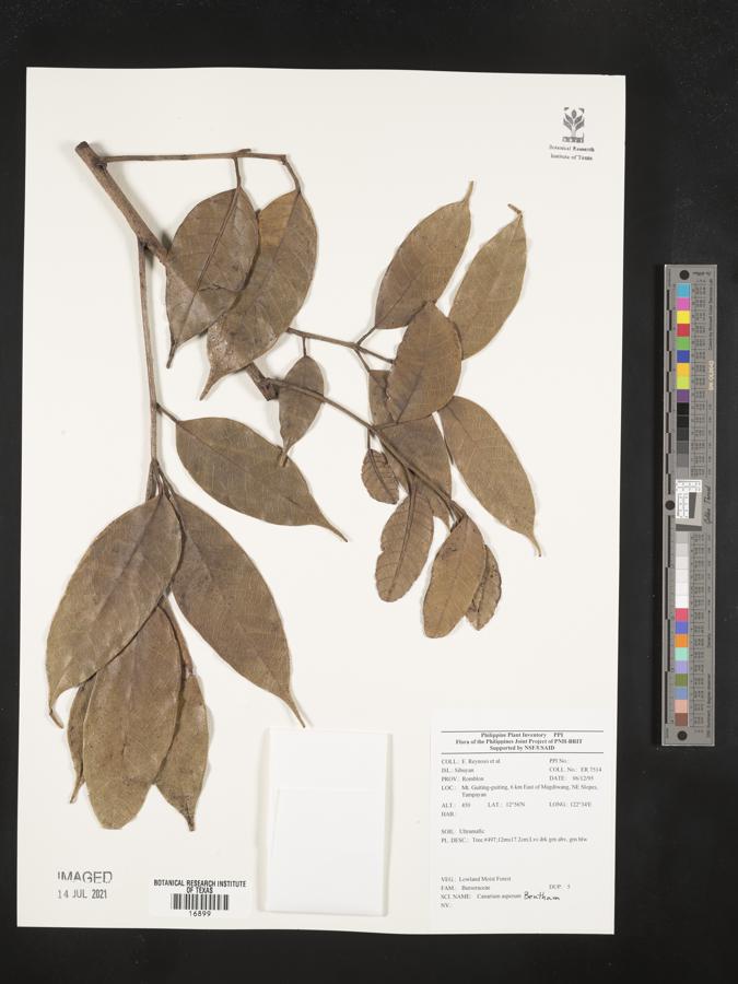 Canarium asperum image
