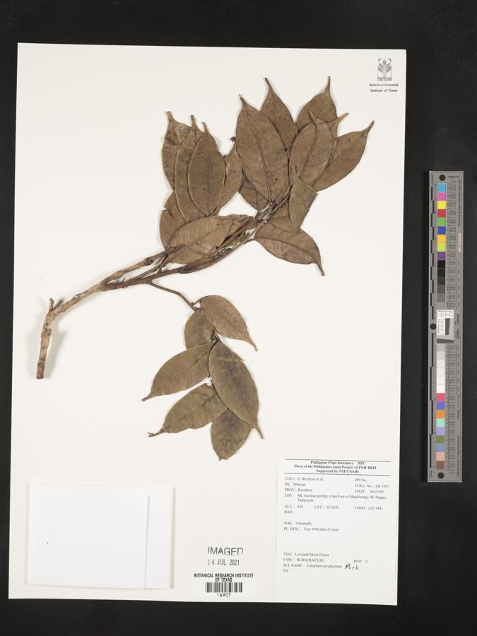 Canarium euryphyllum image