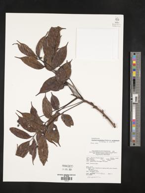 Canarium euryphyllum image
