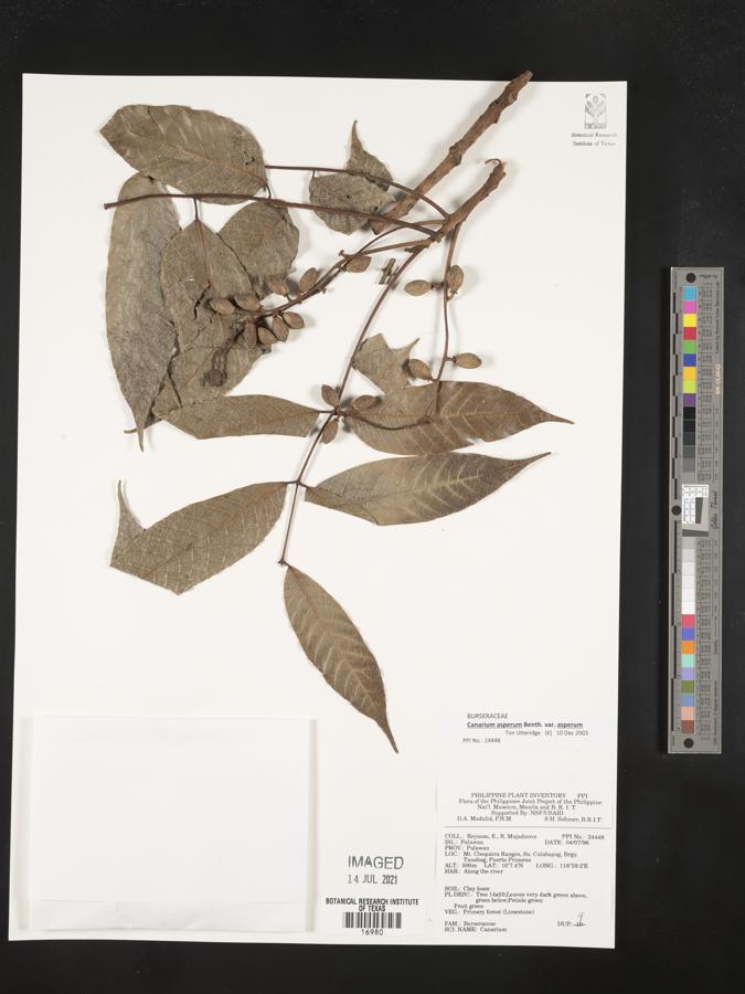 Canarium asperum subsp. asperum image