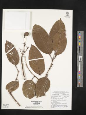 Image Associated With the Occurence