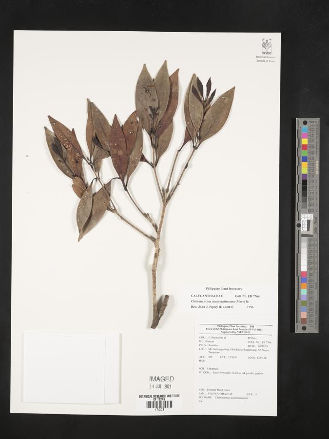 Chionanthus acuminatissimus image