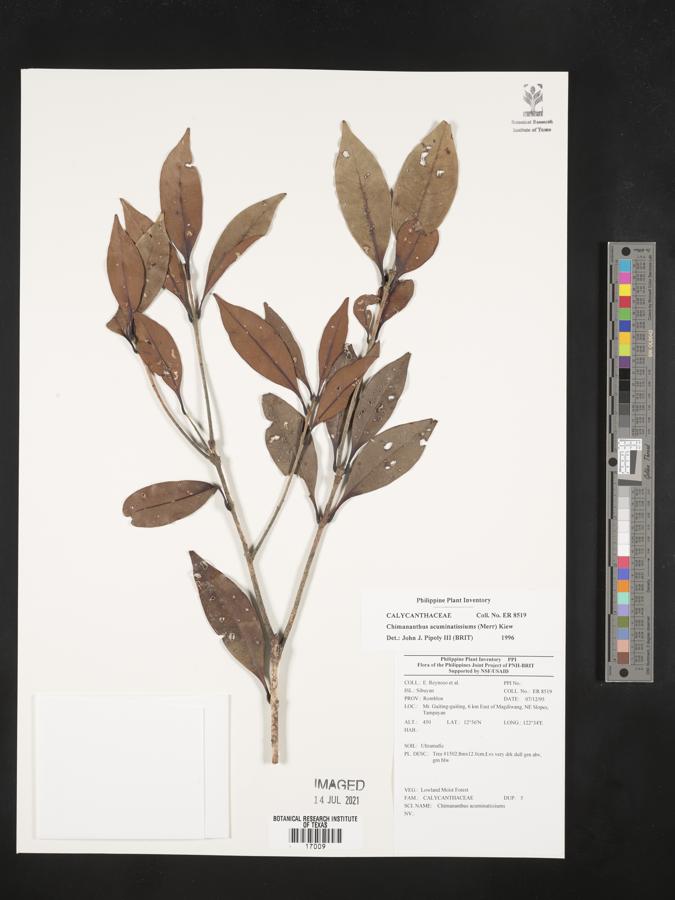 Chionanthus acuminatissimus image