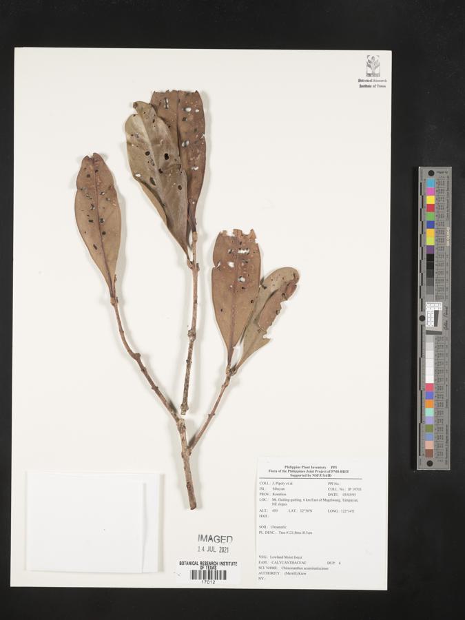 Chionanthus acuminatissimus image