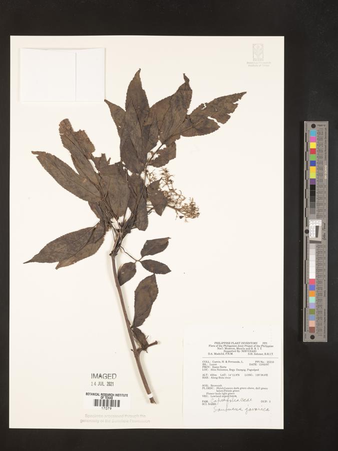 Sambucus javanica image
