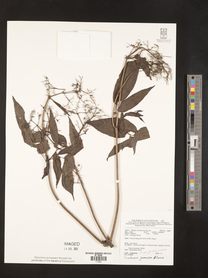 Sambucus javanica image