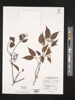 Viburnum luzonicum image