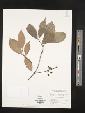 Euonymus indicus image