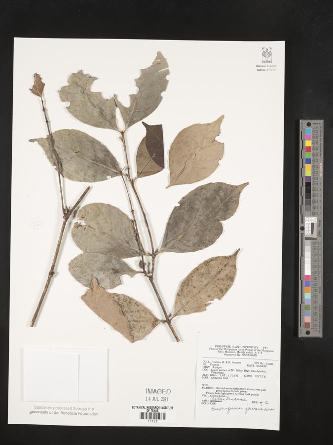Euonymus indicus image