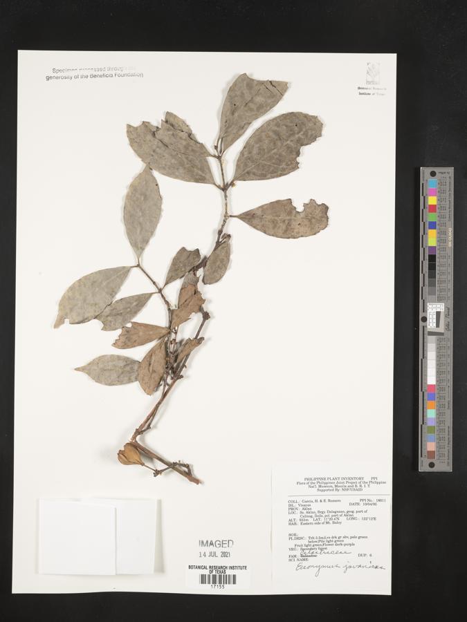 Euonymus indicus image