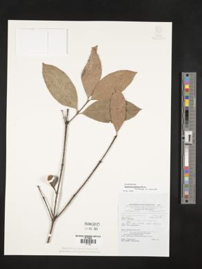 Euonymus indicus image