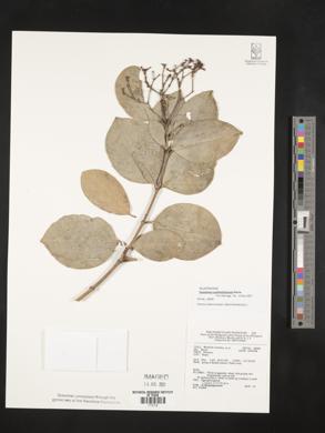 Euonymus cochinchinensis image