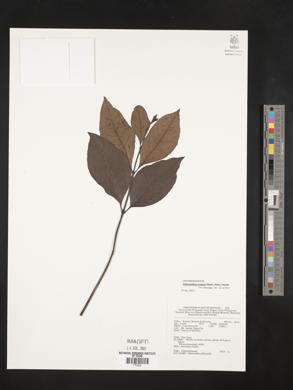 Chloranthus officinalis image