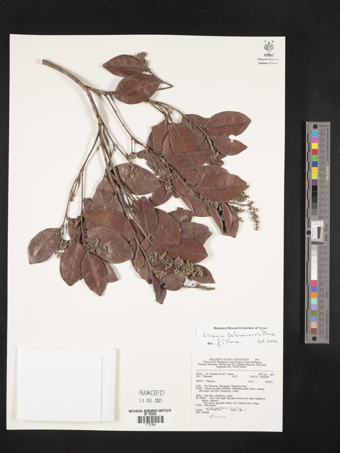 Angelesia palawanensis image