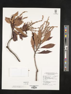 Image of Clethra canescens