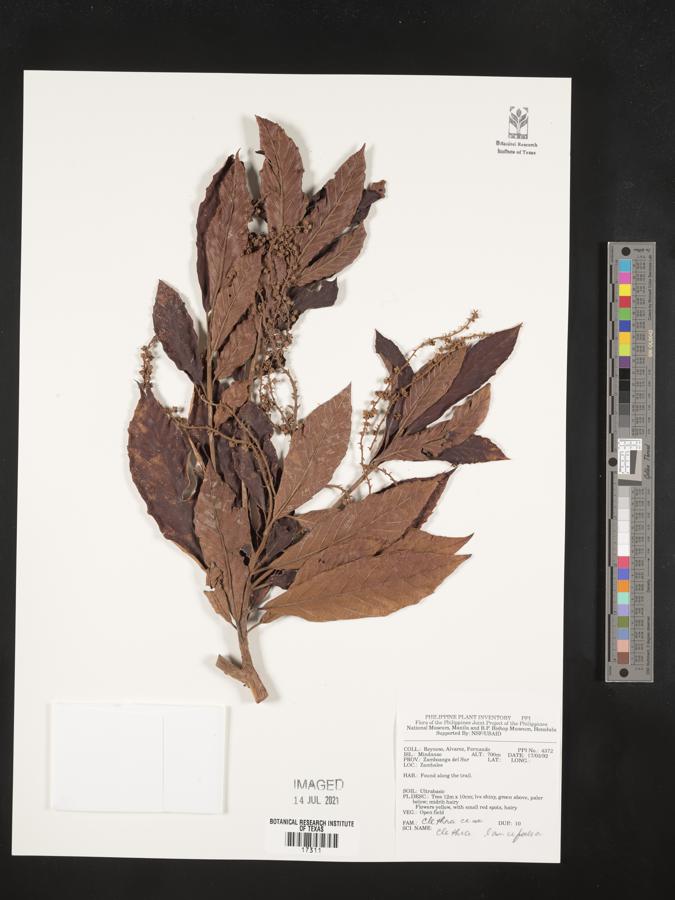 Clethra canescens image
