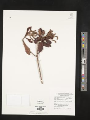Clethra canescens var. novoguineensis image
