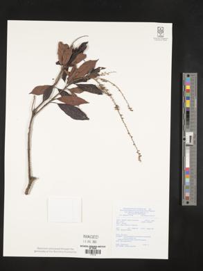 Clethra canescens var. novoguineensis image