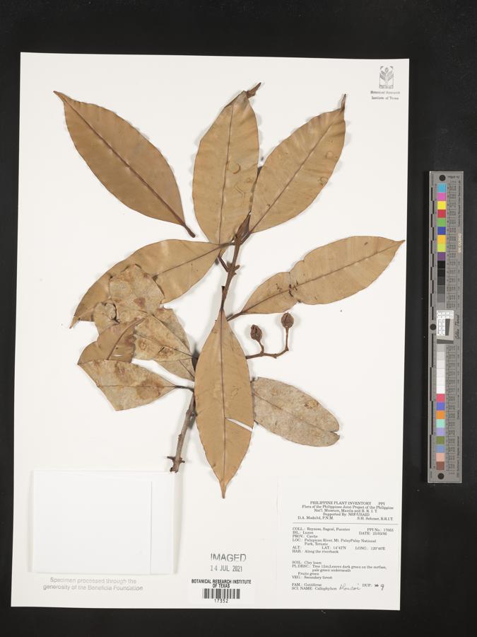 Calophyllum blancoi image
