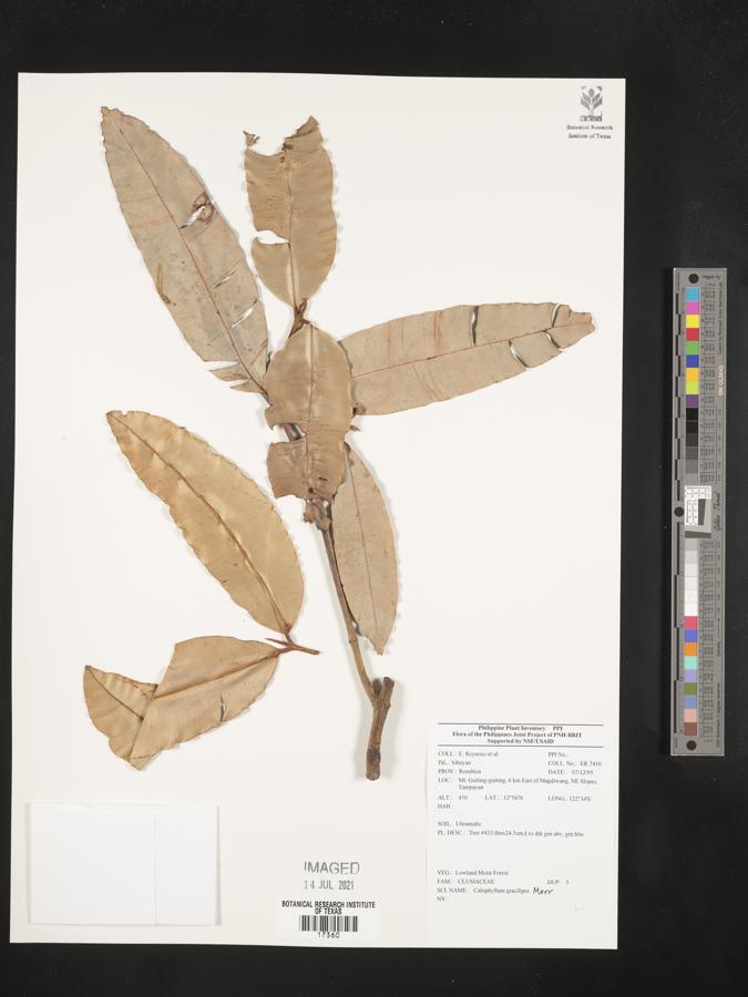 Calophyllum gracilipes image