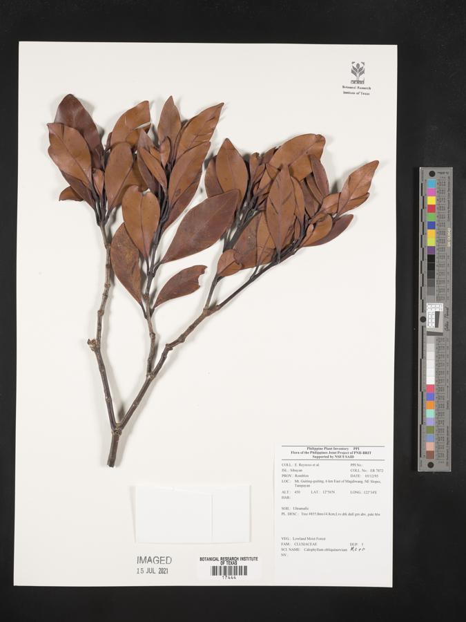 Calophyllum obliquinervium image