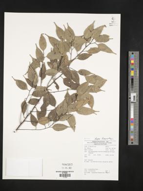 Image of Calophyllum obliquinervium