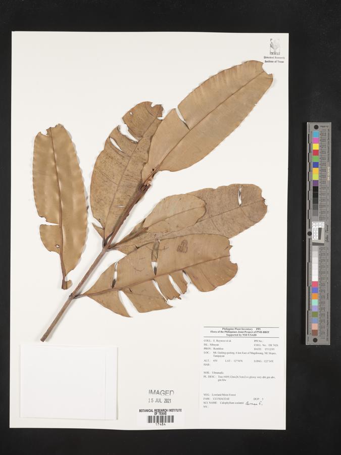 Calophyllum soulattri image