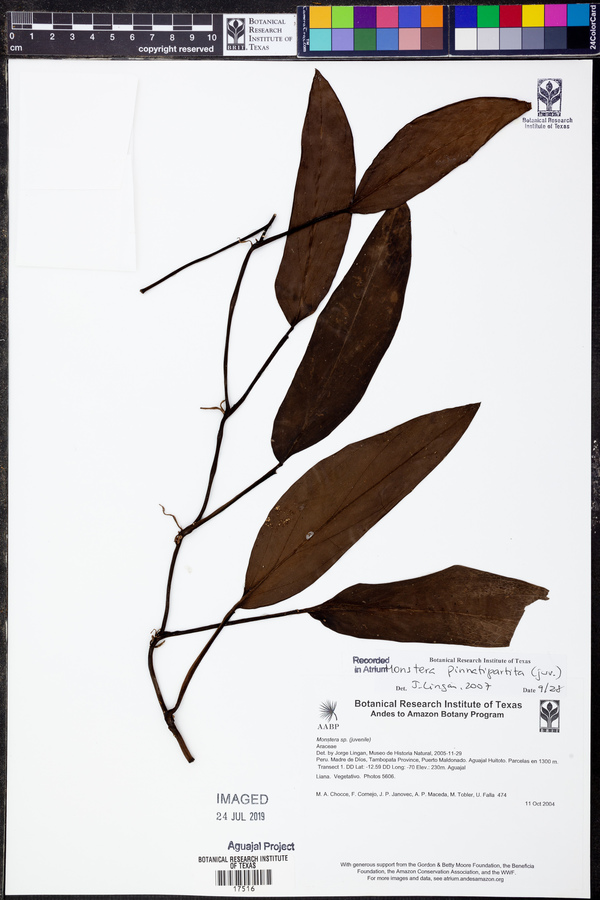 Monstera pinnatipartita image