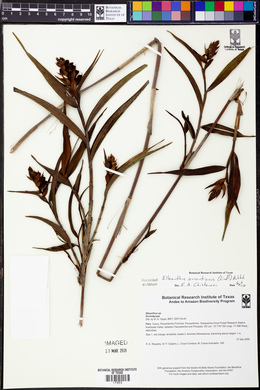 Elleanthus aurantiacus image