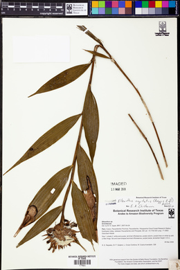 Elleanthus capitatus image