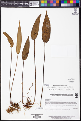 Pleurothallis coriacardia image