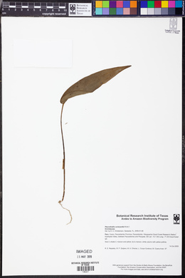 Pleurothallis coriacardia image