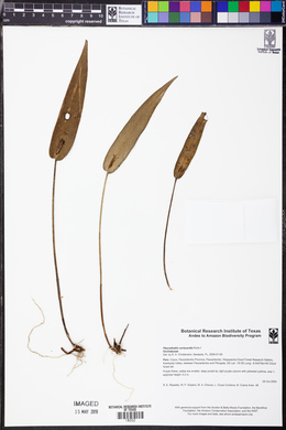 Pleurothallis coriacardia image