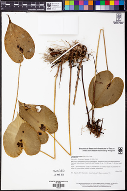 Pleurothallis cordata image