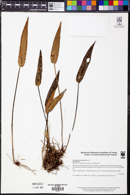 Pleurothallis coriacardia image