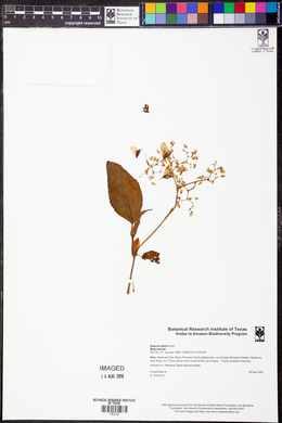 Begonia glabra image