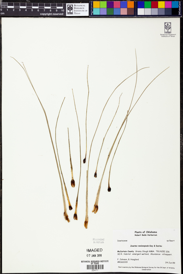 Isoetes melanopoda image
