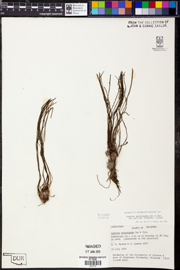 Isoetes melanopoda subsp. melanopoda image
