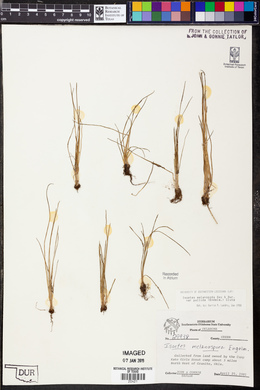 Isoetes melanopoda subsp. melanopoda image