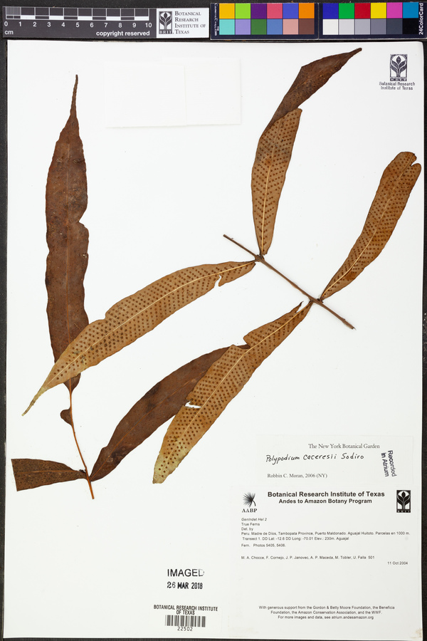 Serpocaulon caceresii image