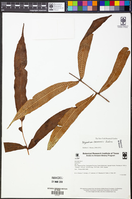 Serpocaulon caceresii image