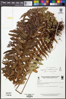 Nephrolepis biserrata image