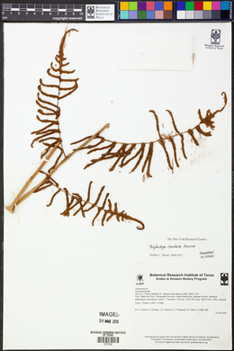 Polybotrya caudata image