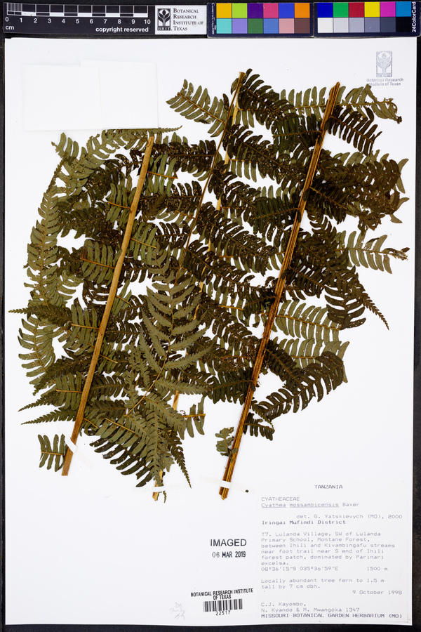 Cyathea mossambicensis image