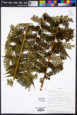 Image of Cyathea mossambicensis
