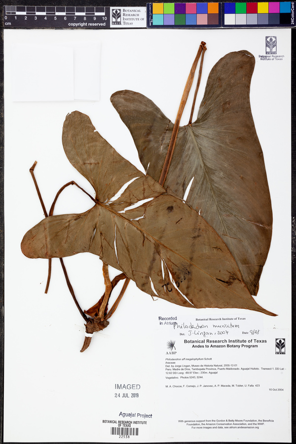 Philodendron muricatum image