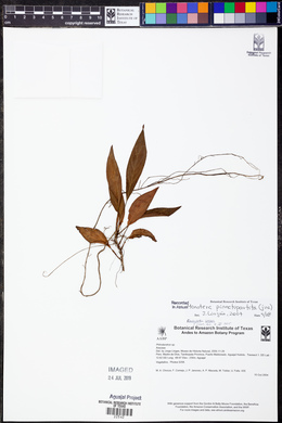 Monstera pinnatipartita image
