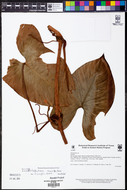Philodendron muricatum image